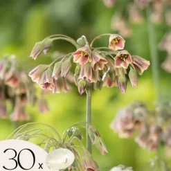 Prydløg - Sæt med 30 - Allium 'Nectaroscordum' - Blomsterløg - Lyserød