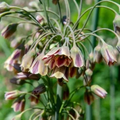 Prydløg - Sæt med 30 - Allium 'Nectaroscordum' - Blomsterløg - Lyserød