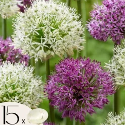 Prydløg - Sæt med 15 - Allium 'Purple, 'White' - Blomsterløg