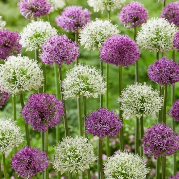 Prydløg - Sæt med 15 - Allium 'Purple, 'White' - Blomsterløg