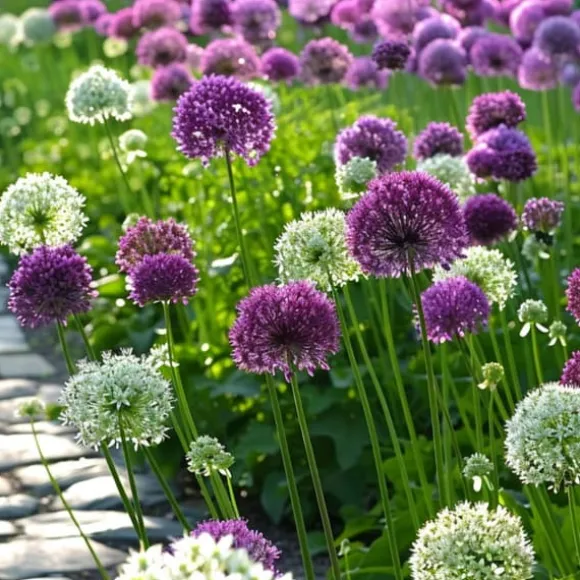 Prydløg - Sæt med 15 - Allium 'Purple, 'White' - Blomsterløg