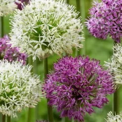 Prydløg - Sæt med 15 - Allium 'Purple, 'White' - Blomsterløg