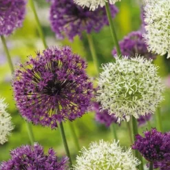Prydløg - Sæt med 15 - Allium 'Purple, 'White' - Blomsterløg