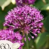 Prydløg - Sæt med 60 - Allium 'Purple Sensation' - Blomsterløg - Lilla
