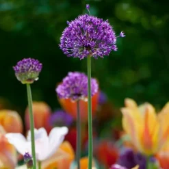 Prydløg - Sæt med 60 - Allium 'Purple Sensation' - Blomsterløg - Lilla