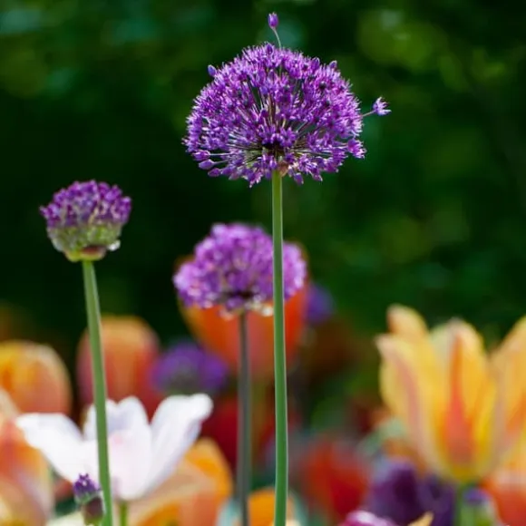 Prydløg - Sæt med 60 - Allium 'Purple Sensation' - Blomsterløg - Lilla