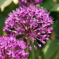 Prydløg - Sæt med 60 - Allium 'Purple Sensation' - Blomsterløg - Lilla