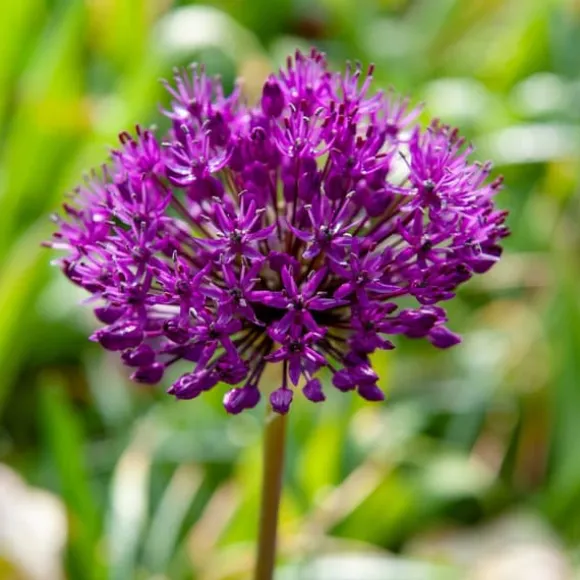 Prydløg - Sæt med 60 - Allium 'Purple Sensation' - Blomsterløg - Lilla