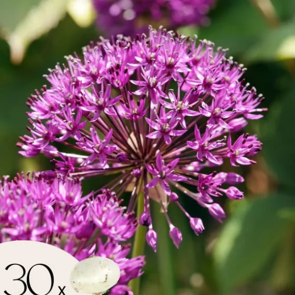 Prydløg - Sæt med 30 - Allium 'Purple Sensation' - Blomsterløg - Lilla