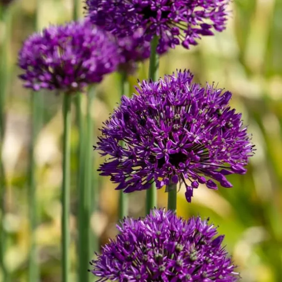 Prydløg - Sæt med 30 - Allium 'Purple Sensation' - Blomsterløg - Lilla