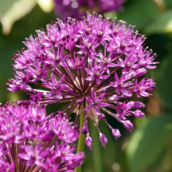 Prydløg - Sæt med 30 - Allium 'Purple Sensation' - Blomsterløg - Lilla