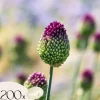 Prydløg - Sæt med 200 - Allium 'Sphaerocephalon' - Blomsterløg - Lilla