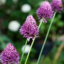 Prydløg - Sæt med 200 - Allium 'Sphaerocephalon' - Blomsterløg - Lilla