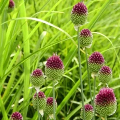 Prydløg - Sæt med 200 - Allium 'Sphaerocephalon' - Blomsterløg - Lilla