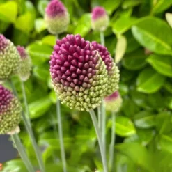 Prydløg - Sæt med 200 - Allium 'Sphaerocephalon' - Blomsterløg - Lilla