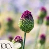 Prydløg - Sæt med 100 - Allium 'Sphaerocephalon' - Blomsterløg - Lilla