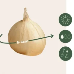 Prydløg - Sæt med 100 - Allium 'Sphaerocephalon' - Blomsterløg - Lilla