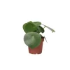 Radiatorplante - Peperomia Polybotrya - Højde 20-30cm - Pot 12cm