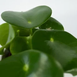 Radiatorplante - Peperomia Polybotrya - Højde 20-30cm - Pot 12cm