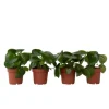 Radiatorplante - Sæt med 4 - Peperomia polybotrya - Højde 20-30cm - ⌀12cm