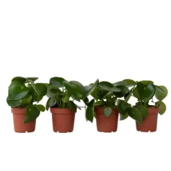Radiatorplante - Sæt med 4 - Peperomia polybotrya - Højde 20-30cm - ⌀12cm