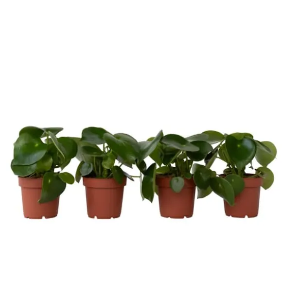 Radiatorplante - Sæt med 4 - Peperomia polybotrya - Højde 20-30cm - ⌀12cm