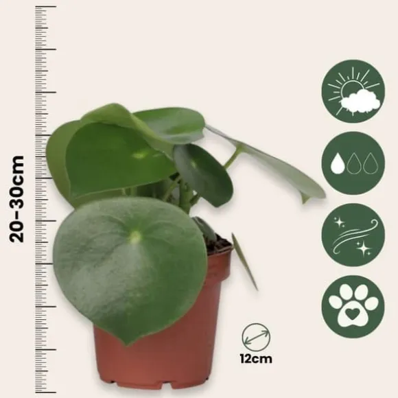 Radiatorplante - Sæt med 4 - Peperomia polybotrya - Højde 20-30cm - ⌀12cm