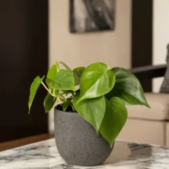 Radiatorplante - Sæt med 4 - Peperomia polybotrya - Højde 20-30cm - ⌀12cm