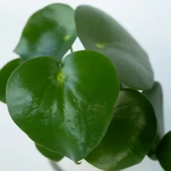 Radiatorplante - Sæt med 4 - Peperomia polybotrya - Højde 20-30cm - ⌀12cm