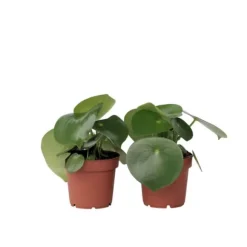Radiatorplante - Sæt med 2 - Peperomia polybotrya - Højde 20-30cm - ⌀12cm