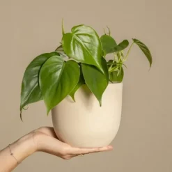 Radiatorplante - Sæt med 2 - Peperomia polybotrya - Højde 20-30cm - ⌀12cm