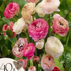 Ranunkel blanding - Sæt med 40 - Ranunculus - Blomsterløg - Flerfarvet