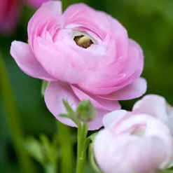 Ranunkel NJ - Sæt med 80 - Ranunculus - Blomsterløg - Flerfarvet
