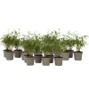 Rød bambus - Sæt 18 - Fargesia scabrida 'Asian Wonder' - Højde 25-40cm - ⌀13cm