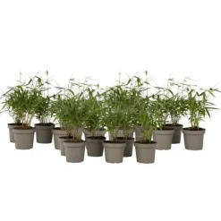Rød bambus - Sæt 18 - Fargesia scabrida 'Asian Wonder' - Højde 25-40cm - ⌀13cm