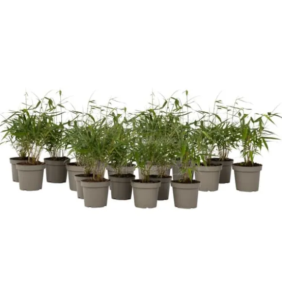 Rød bambus - Sæt 18 - Fargesia scabrida 'Asian Wonder' - Højde 25-40cm - ⌀13cm