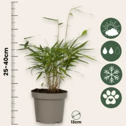 Rød bambus - Sæt 18 - Fargesia scabrida 'Asian Wonder' - Højde 25-40cm - ⌀13cm