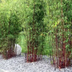 Rød bambus - Sæt 18 - Fargesia scabrida 'Asian Wonder' - Højde 25-40cm - ⌀13cm