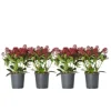 Rød Skimmia - Sæt med 4 - Skimmia japonica 'Rubella' - Højde 35-45cm - ⌀15cm