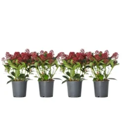 Rød Skimmia - Sæt med 4 - Skimmia japonica 'Rubella' - Højde 35-45cm - ⌀15cm