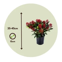 Rød Skimmia - Sæt med 4 - Skimmia japonica 'Rubella' - Højde 35-45cm - ⌀15cm