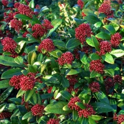 Rød Skimmia - Sæt med 4 - Skimmia japonica 'Rubella' - Højde 35-45cm - ⌀15cm
