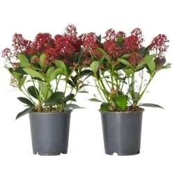 Rød Skimmia - Sæt med 2 - Skimmia japonica 'Rubella' - Højde 35-45cm - ⌀15cm