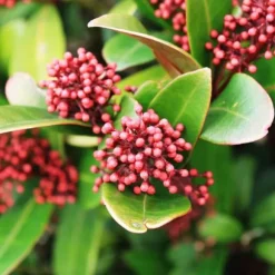 Rød Skimmia - Sæt med 2 - Skimmia japonica 'Rubella' - Højde 35-45cm - ⌀15cm