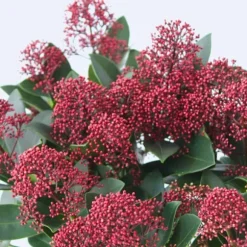 Rød Skimmia - Sæt med 2 - Skimmia japonica 'Rubella' - Højde 35-45cm - ⌀15cm