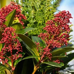 Rød Skimmia - Sæt med 2 - Skimmia japonica 'Rubella' - Højde 35-45cm - ⌀15cm