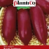 Rødbeder CYLINDRA 10 g PlantiCo frø