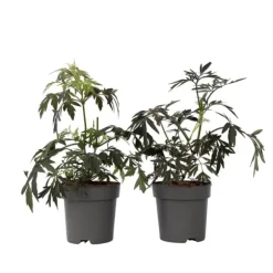Rødbladet hyld - Sæt med 2 - Sambucus nigra Black Lace - Højde 25-40cm - ⌀17cm