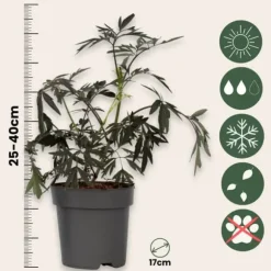Rødbladet hyld - Sæt med 2 - Sambucus nigra Black Lace - Højde 25-40cm - ⌀17cm