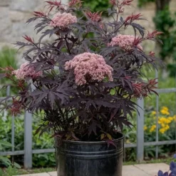 Rødbladet hyld - Sæt med 2 - Sambucus nigra Black Lace - Højde 25-40cm - ⌀17cm
